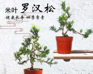 罗汉松寓意|罗汉松的寓意——坚忍不拔的力量（探索罗汉松的象征。